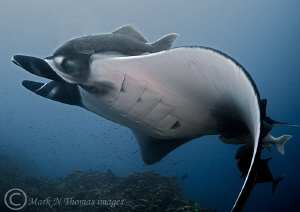 Giant Pacific Manta.
Revillagigedos Islands. by Mark Thomas 